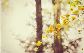 flores amarelas, galhos, árvore, bokeh