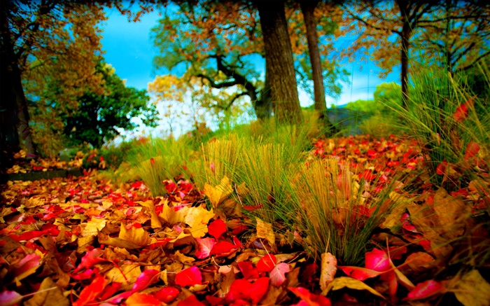 Outono, vermelho amarelo folhas no chão Papéis de Parede, imagem