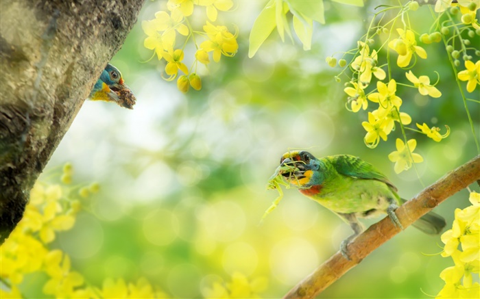 Pássaro captura de insetos, flores, árvore Papéis de Parede, imagem