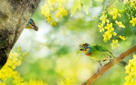 Pássaro captura de insetos, flores, árvore HD Papéis de Parede