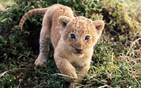 leão pequeno bonito na grama
