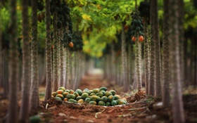 Colheita das frutas, jardim, árvores HD Papéis de Parede