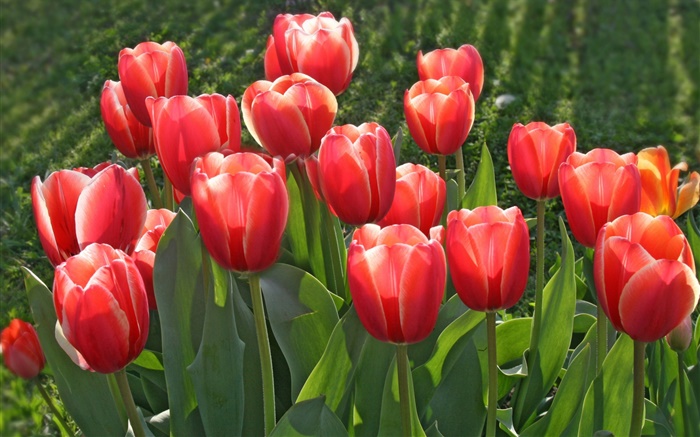flores do jardim, tulipas vermelhas Papéis de Parede, imagem