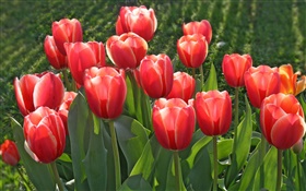flores do jardim, tulipas vermelhas