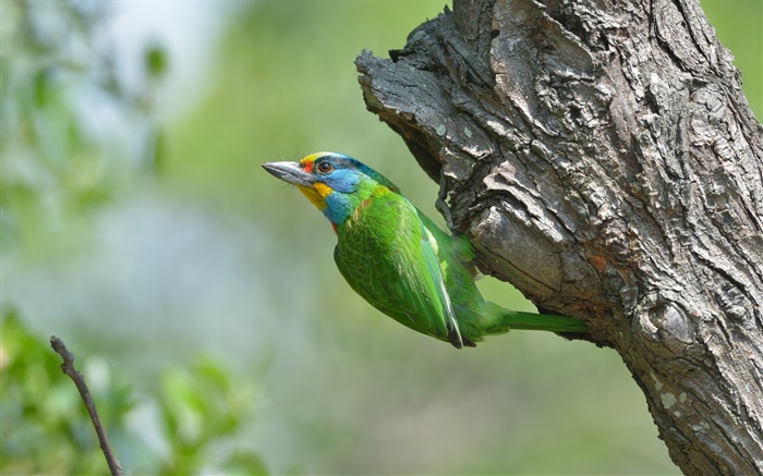 penas verdes pássaro, árvore Papéis de Parede, imagem