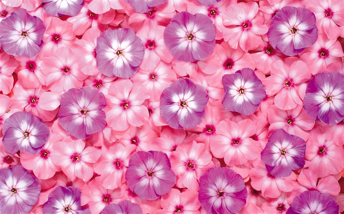 Muitas flores cor de rosa, pétalas Papéis de Parede, imagem