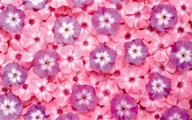 Muitas flores cor de rosa, pétalas HD Papéis de Parede