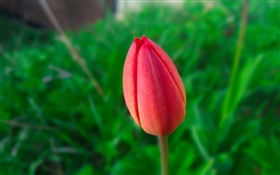 Uma tulipa vermelha, fundo verde HD Papéis de Parede