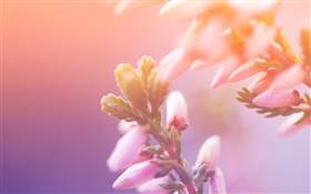 Pink flores, botões, bokeh HD Papéis de Parede