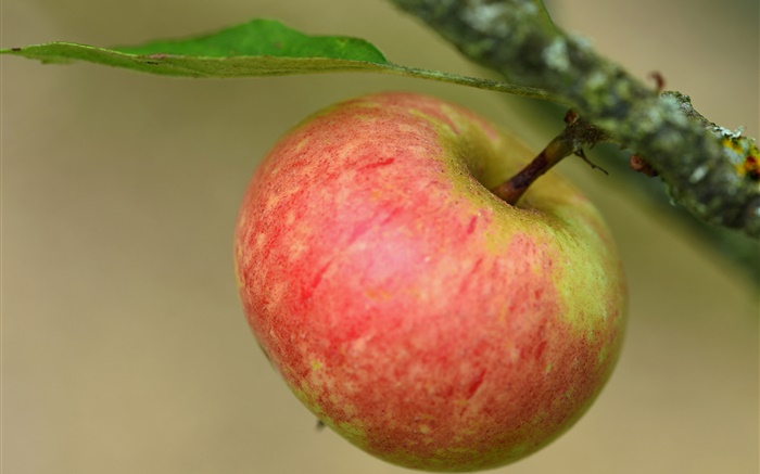 maçã vermelha, ramo, árvore Papéis de Parede, imagem