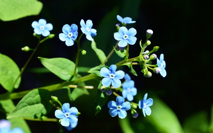flores azuis pequenas, fundo preto Papéis de Parede, imagem