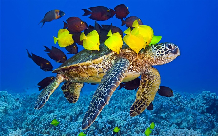 subaquático tartaruga, mar, peixes tropicais Papéis de Parede, imagem