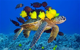subaquático tartaruga, mar, peixes tropicais HD Papéis de Parede