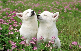 Dois filhotes de cachorro brancos, flores, grama