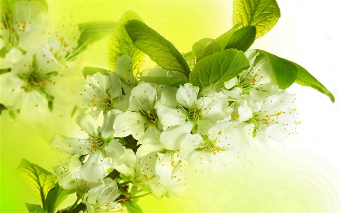 Apple branco flores, florescência, ramos, primavera Papéis de Parede, imagem