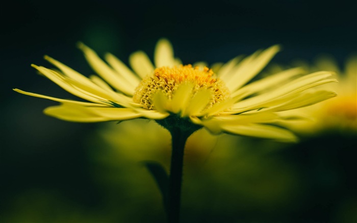 Flor amarela e pétalas Papéis de Parede, imagem