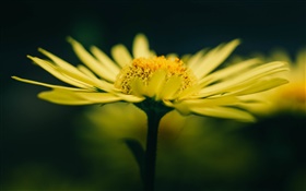 Flor amarela e pétalas