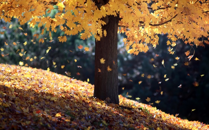 Outono, única árvore, folhas amarelas Papéis de Parede, imagem