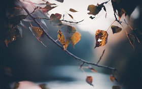 Outono, galhos, folhas amarelas, fundo embaçado