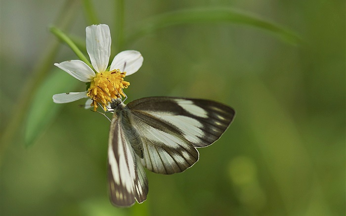 Borboleta preta e flor branca Papéis de Parede, imagem