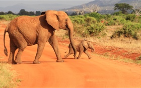 Elefantes, savanna HD Papéis de Parede