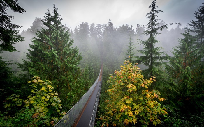 Floresta, manhã, árvores, névoa, suspensão, ponte Papéis de Parede, imagem