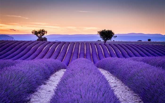 França, Provence, lavanda, campos, árvores, roxo, estilo Papéis de Parede, imagem