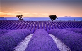 França, Provence, lavanda, campos, árvores, roxo, estilo HD Papéis de Parede