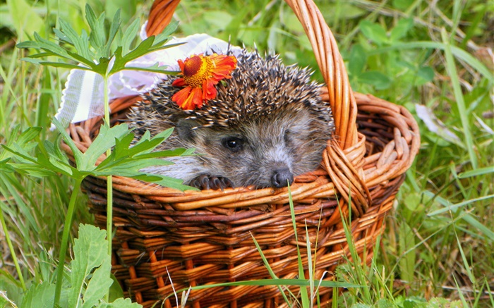 Hedgehog na cesta, agulhas Papéis de Parede, imagem