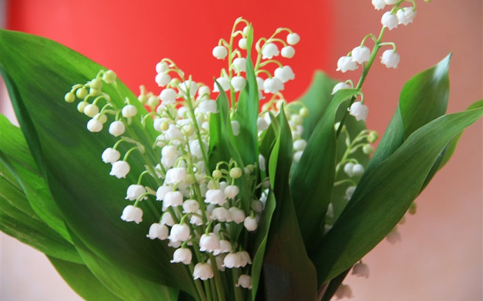 Lírio, vale, branca, flores, verde, folhas Papéis de Parede, imagem