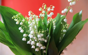 Lírio, vale, branca, flores, verde, folhas HD Papéis de Parede