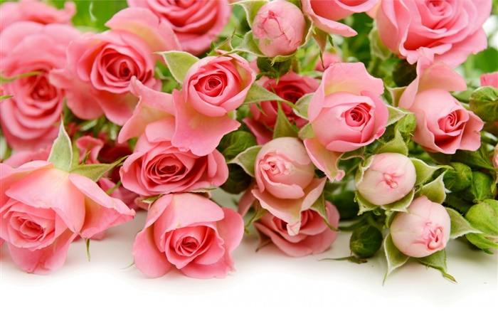 Muitas flores cor-de-rosa cor-de-rosa Papéis de Parede, imagem