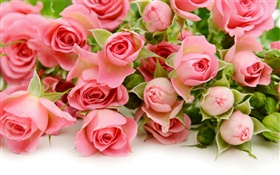 Muitas flores cor-de-rosa cor-de-rosa