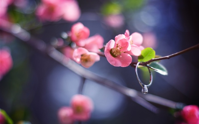 Pink flores galhos, Primavera, anel de diamante Papéis de Parede, imagem