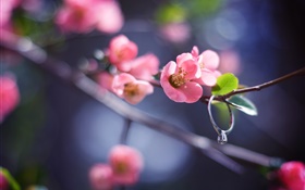 Pink flores galhos, Primavera, anel de diamante HD Papéis de Parede
