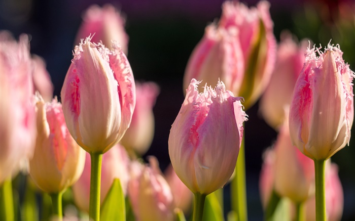Pink tulipas, flores macro fotografia, primavera Papéis de Parede, imagem