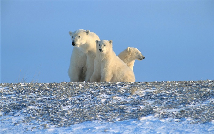 Ursos polares, céu azul Papéis de Parede, imagem