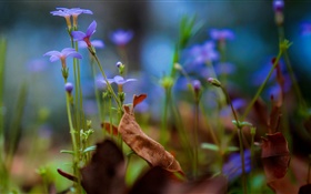 Close-up pequeno roxo das flores, bokeh HD Papéis de Parede
