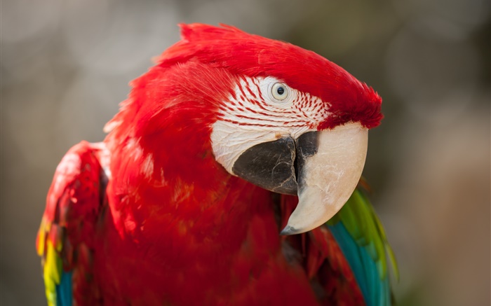 Vermelho, pena, papagaio, close-up Papéis de Parede, imagem