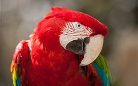 Vermelho, pena, papagaio, close-up HD Papéis de Parede
