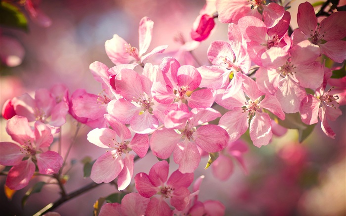 Primavera, rosa cereja flores, floração, galhos Papéis de Parede, imagem