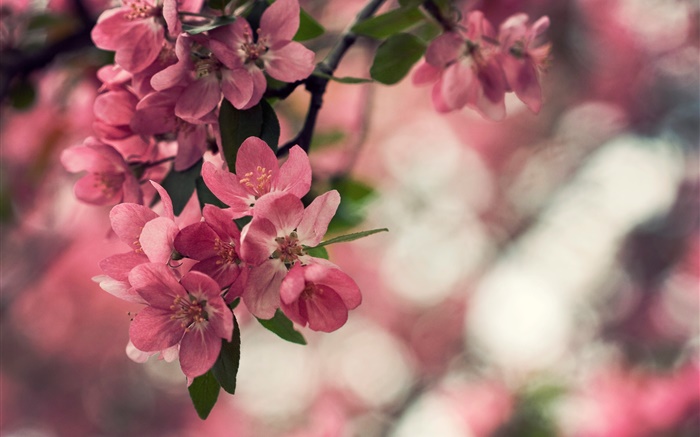 Primavera, flores rosa, árvore, bokeh Papéis de Parede, imagem
