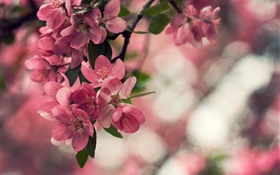 Primavera, flores rosa, árvore, bokeh HD Papéis de Parede