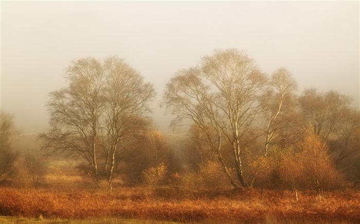 Árvores, outono, nevoeiro, manhã Papéis de Parede, imagem