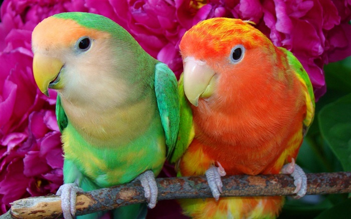 Dois papagaios coloridos das penas Papéis de Parede, imagem