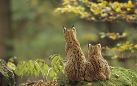 Two lynxes back view ver mais