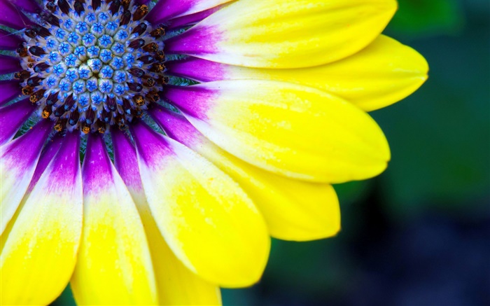 Amarela, pétalas, flor, close-up, pistil Papéis de Parede, imagem