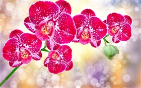 Flores cor-de-rosa bonitas, phalaenopsis
