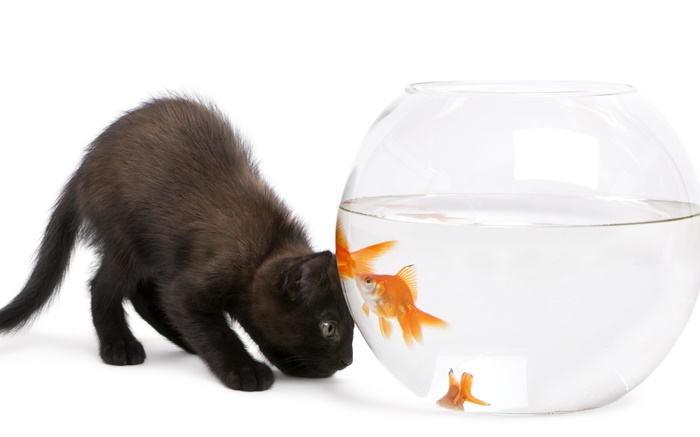 Gato preto e peixe dourado Papéis de Parede, imagem