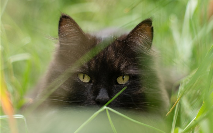 Gato preto face, grama, verão, embaçado Papéis de Parede, imagem